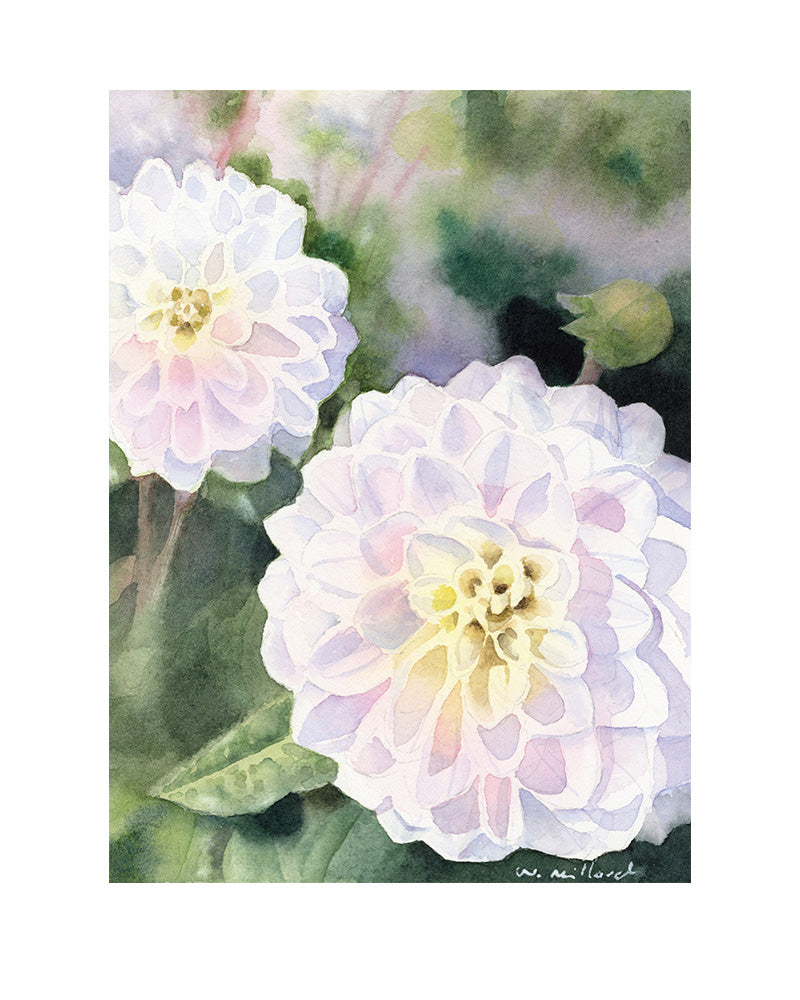 PEC Dahlias