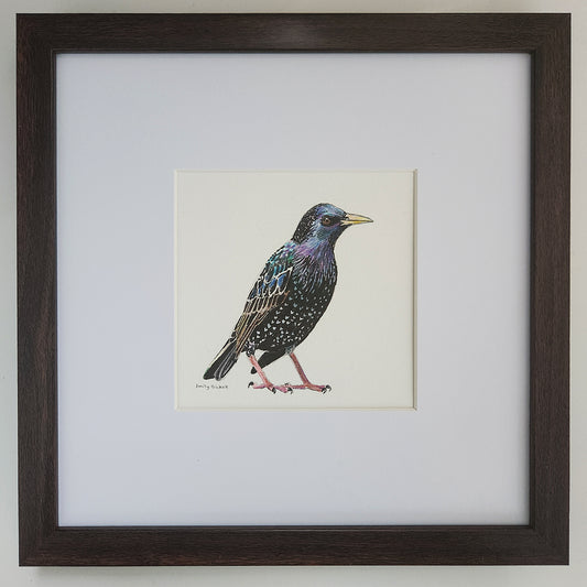 European Starling