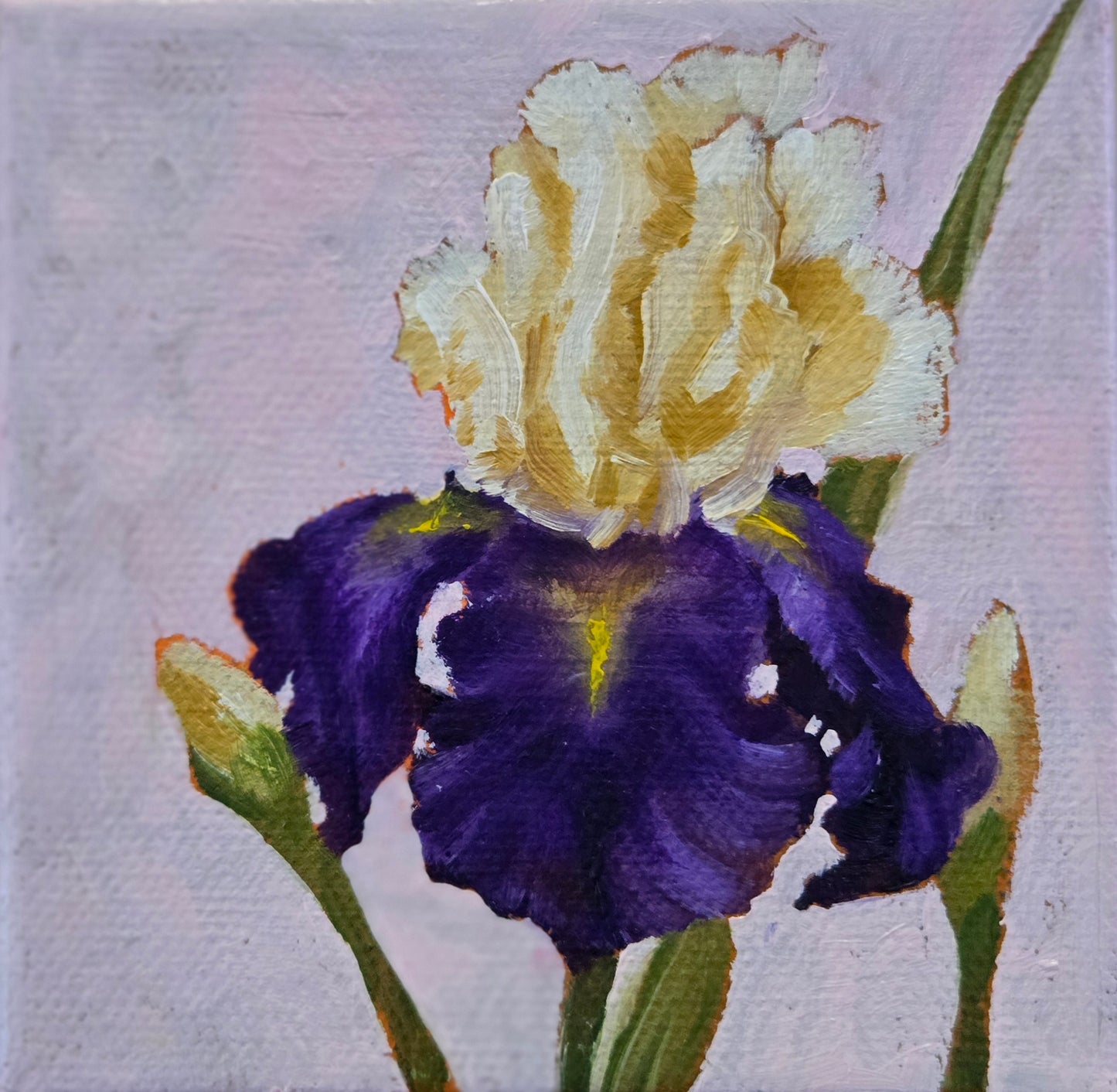 Iris