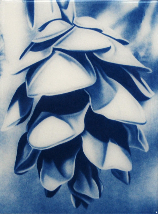 Resined Cyanotype Under the Canopy