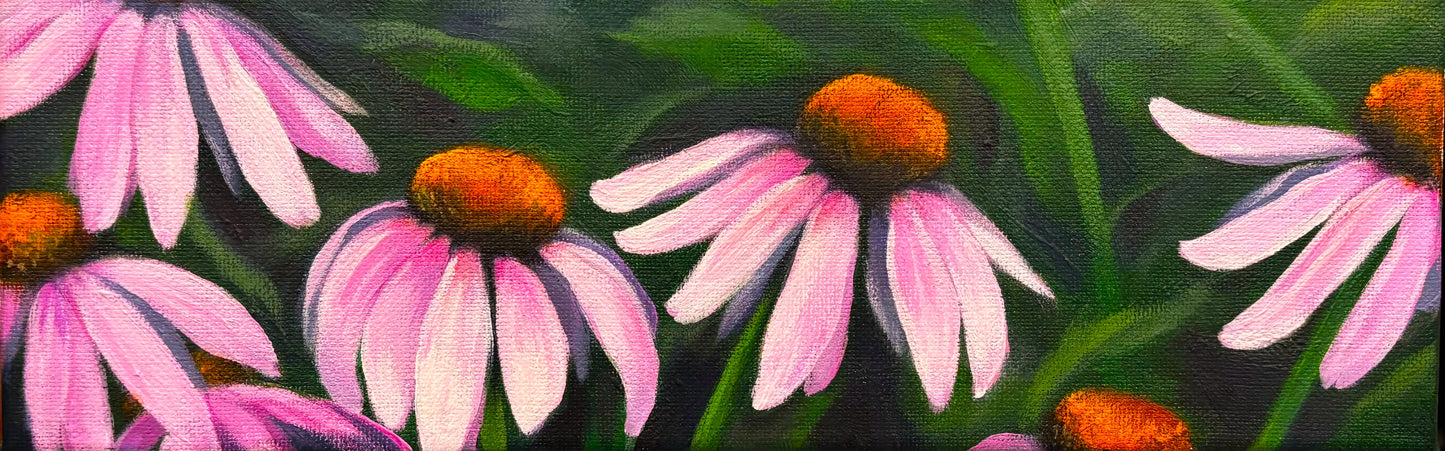 Purple Coneflowers