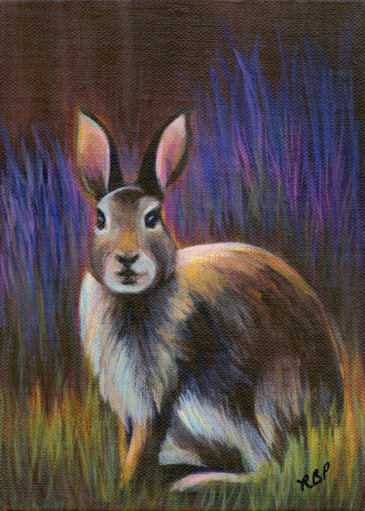 Rabbit in Grass