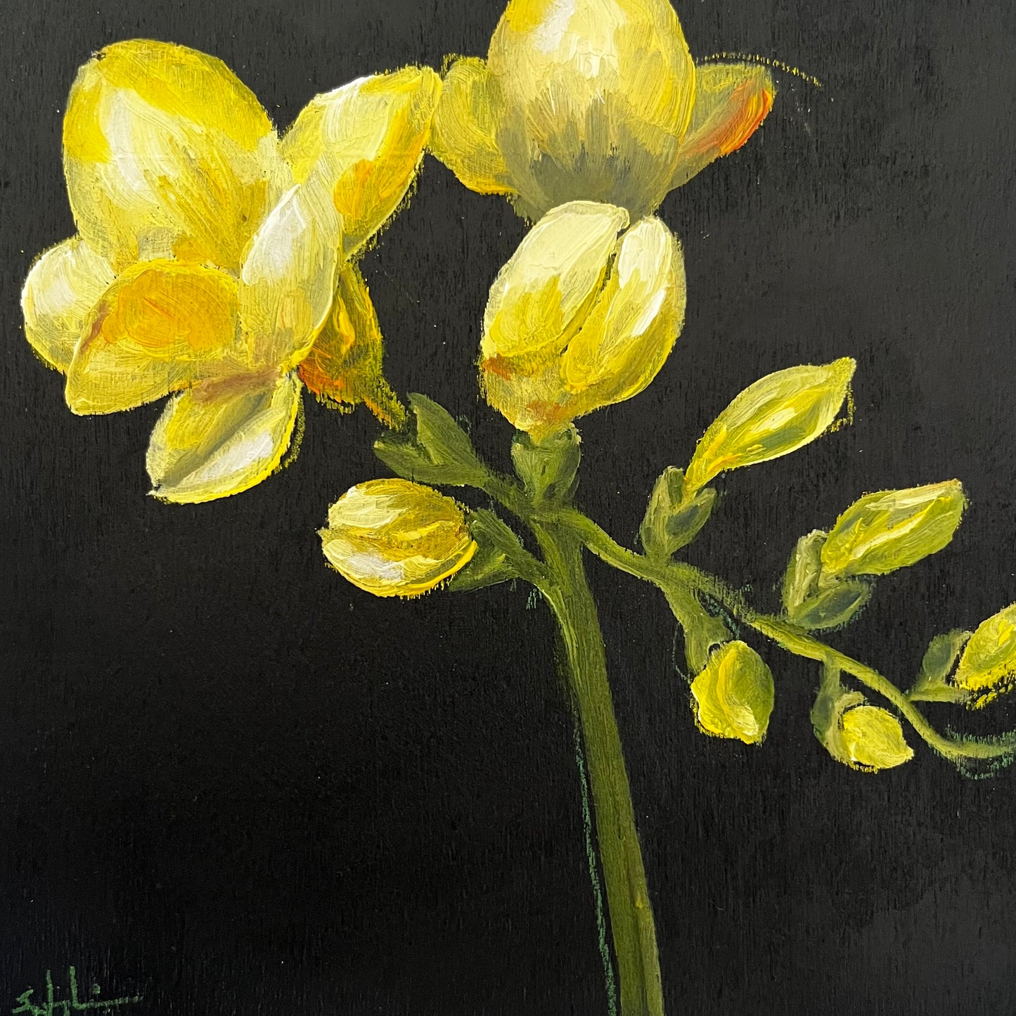 Mini Yellow Freesia