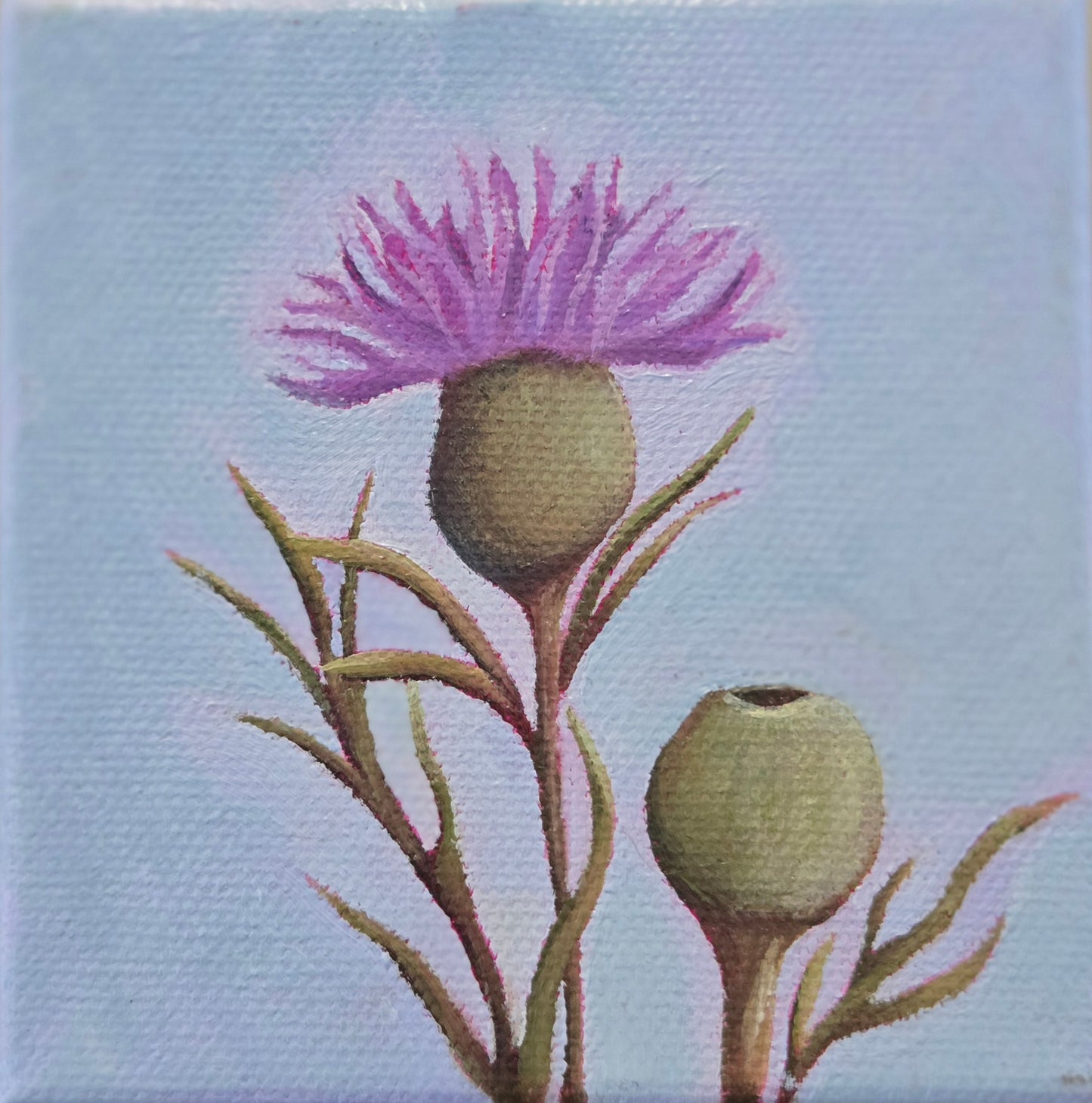 Thistle