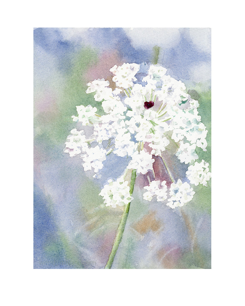 Clearwater Queen Ann