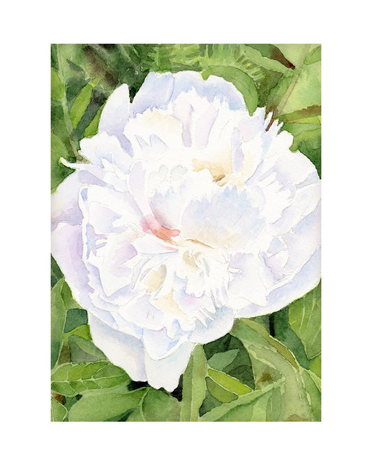 Fox White Peony