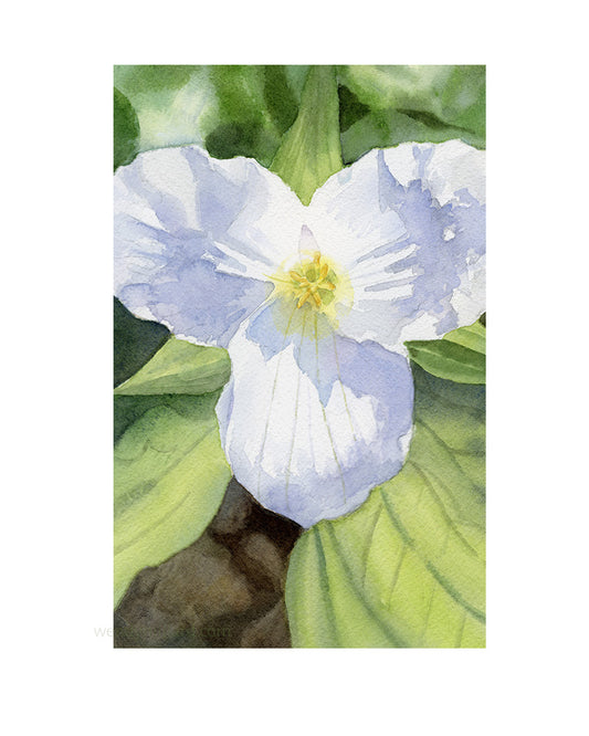 Sydenham Trillium